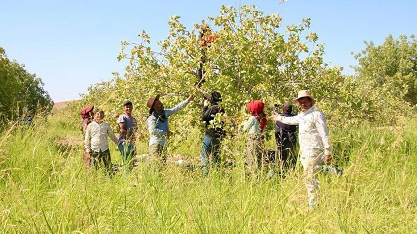 Rekolte düştü, fiyatı yüzde 500 arttı! Kilosu 700 TL'den kapış kapış gidiyor