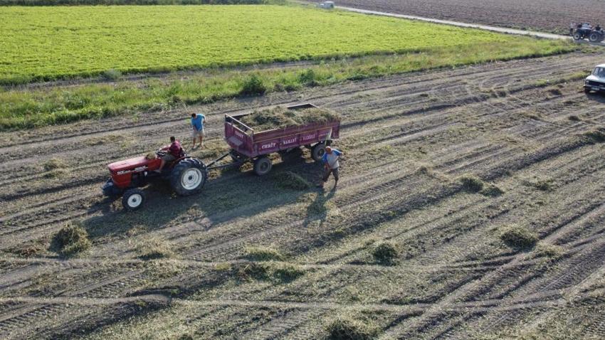 Adana'da hasat başladı! Kilosu 60 TL'den satılıyor: Üreticinin yüzü güldü