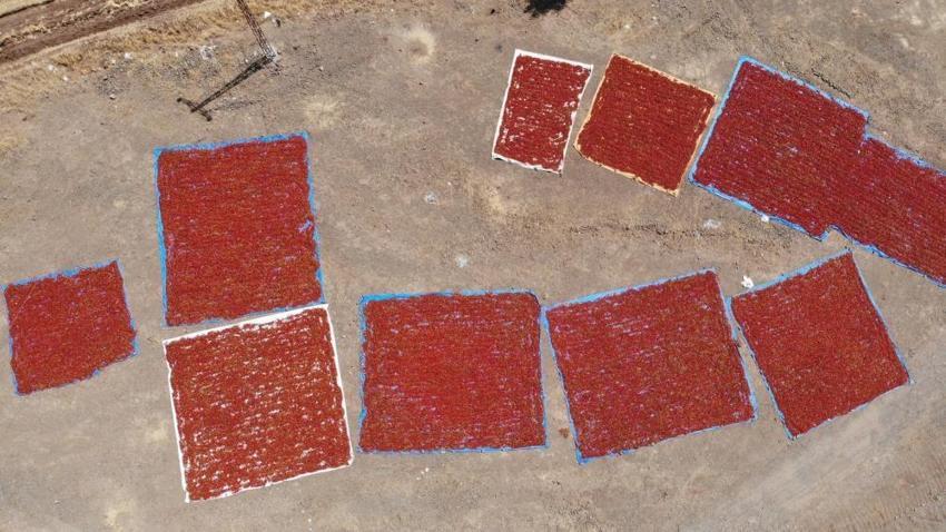 Maraş biberinde hasat başladı! Tüm Ortadoğu bu haberi bekliyordu