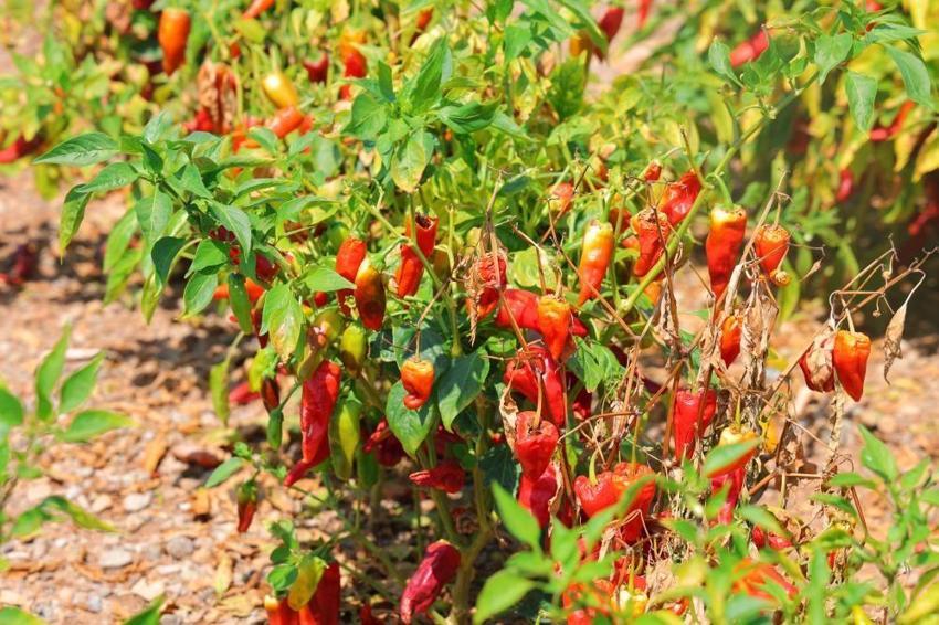 Maraş biberinde hasat başladı! Tüm Ortadoğu bu haberi bekliyordu