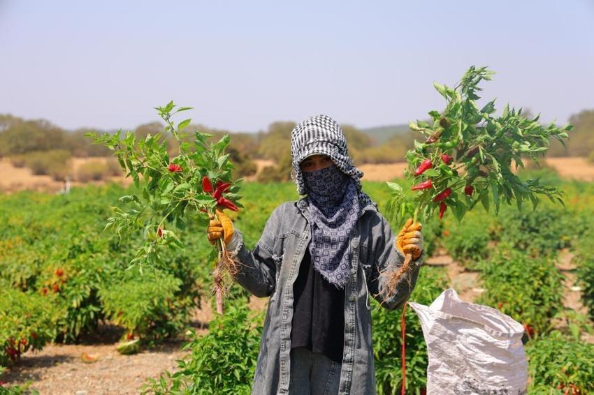 Maraş biberinde hasat başladı! Tüm Ortadoğu bu haberi bekliyordu