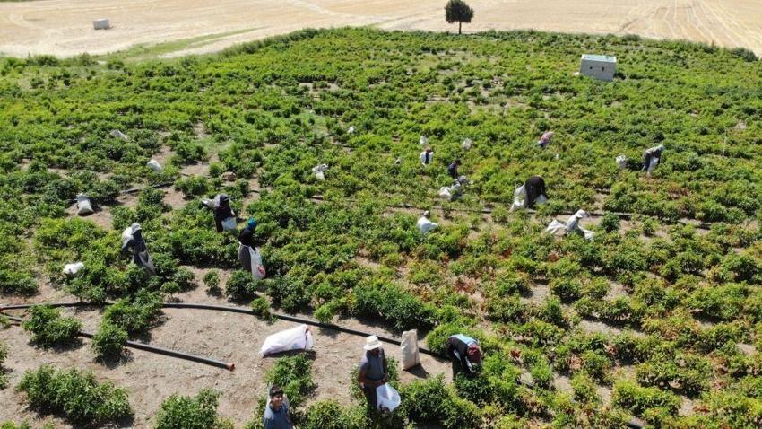 Maraş biberinde hasat başladı! Tüm Ortadoğu bu haberi bekliyordu