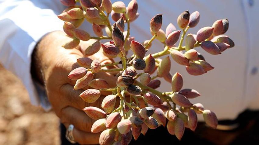 Gaziantep'te 'yeşil altın' hasat ediliyor! Zirai don ve kuraklık vurdu rekolte düşük ama fiyat yüksek