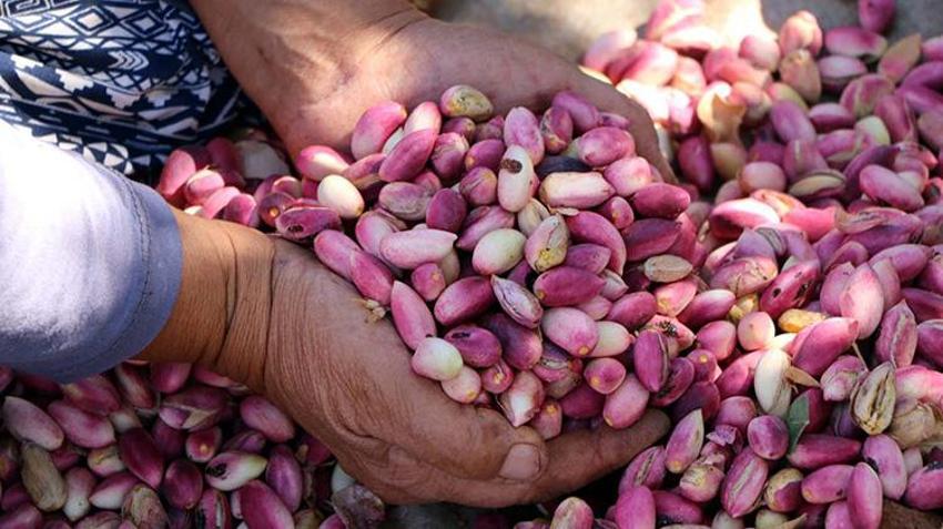 Gaziantep'te 'yeşil altın' hasat ediliyor! Zirai don ve kuraklık vurdu rekolte düşük ama fiyat yüksek