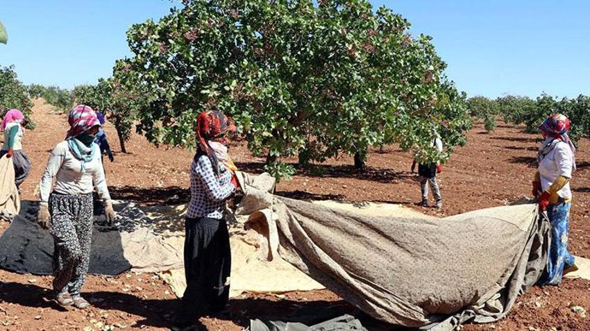 Gaziantep'te 'yeşil altın' hasat ediliyor! Zirai don ve kuraklık vurdu rekolte düşük ama fiyat yüksek
