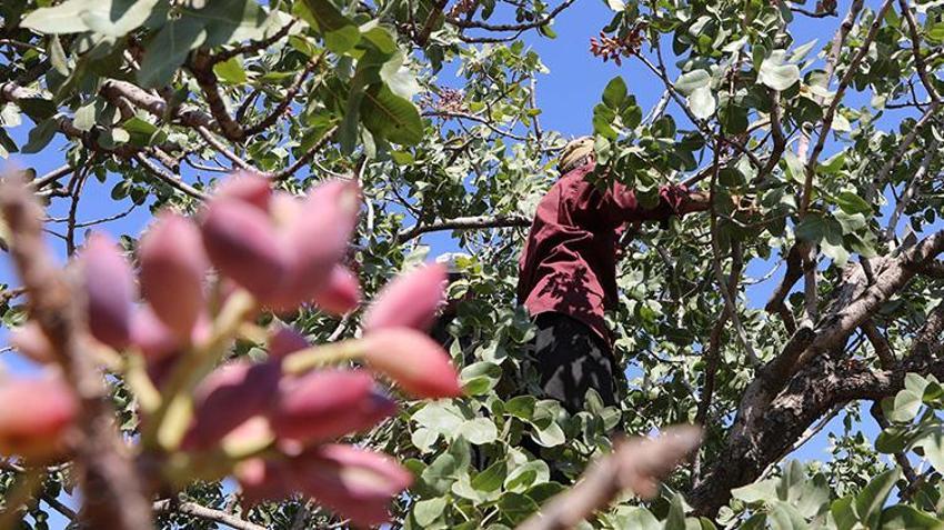 Gaziantep'te 'yeşil altın' hasat ediliyor! Zirai don ve kuraklık vurdu rekolte düşük ama fiyat yüksek