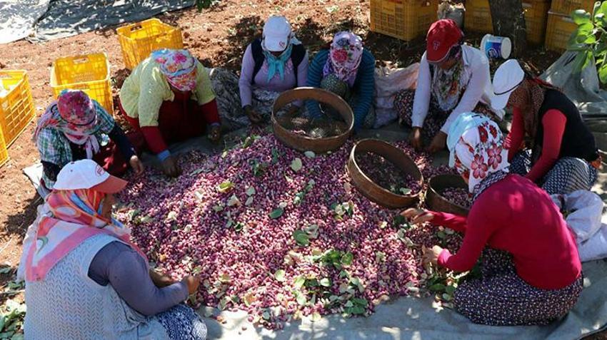 Gaziantep'te 'yeşil altın' hasat ediliyor! Zirai don ve kuraklık vurdu rekolte düşük ama fiyat yüksek