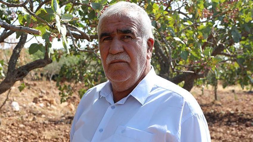 Gaziantep'te 'yeşil altın' hasat ediliyor! Zirai don ve kuraklık vurdu rekolte düşük ama fiyat yüksek