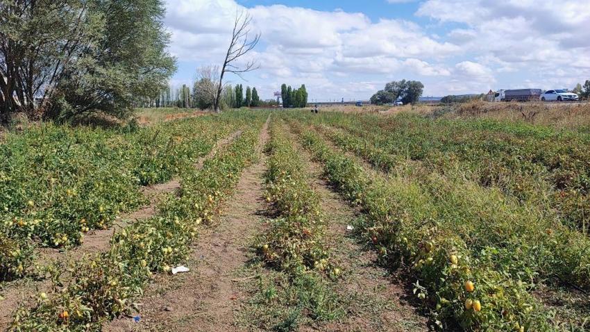 Aracılar daha çok kazanınca yöntemi değiştirdi! Yozgat'ta öğrencilik yaparken gelir kapısı buldu
