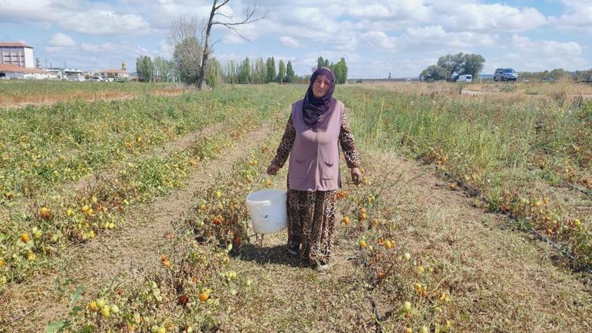 Aracılar daha çok kazanınca yöntemi değiştirdi! Yozgat'ta öğrencilik yaparken gelir kapısı buldu