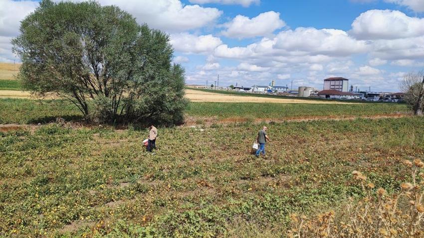 Aracılar daha çok kazanınca yöntemi değiştirdi! Yozgat'ta öğrencilik yaparken gelir kapısı buldu