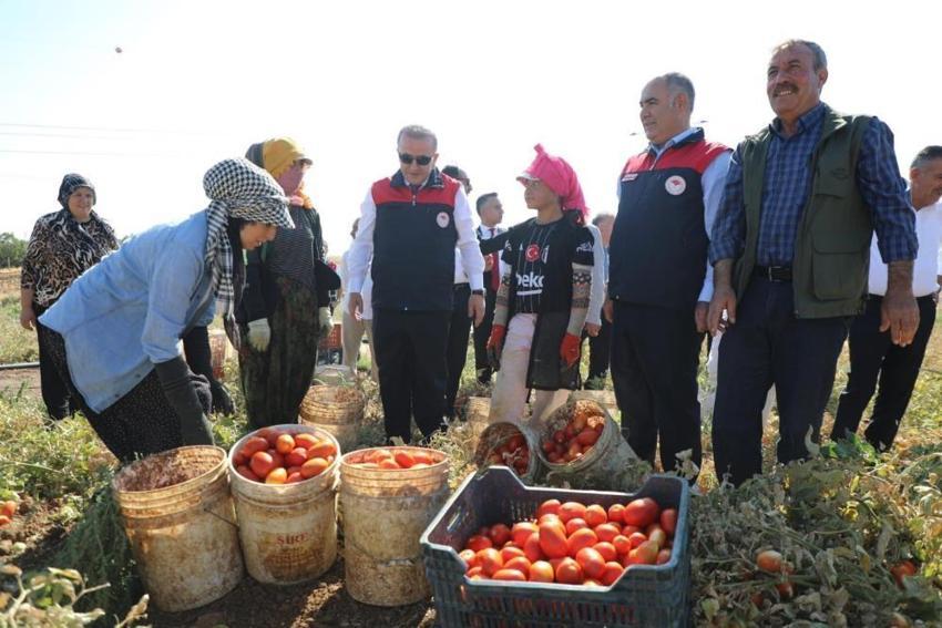 Elazığ'da domates hasadı başladı! Türkiye'de 1. sırada: Hedef 100 bin ton rekolte