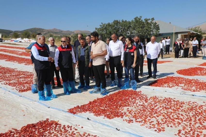 Elazığ'da domates hasadı başladı! Türkiye'de 1. sırada: Hedef 100 bin ton rekolte