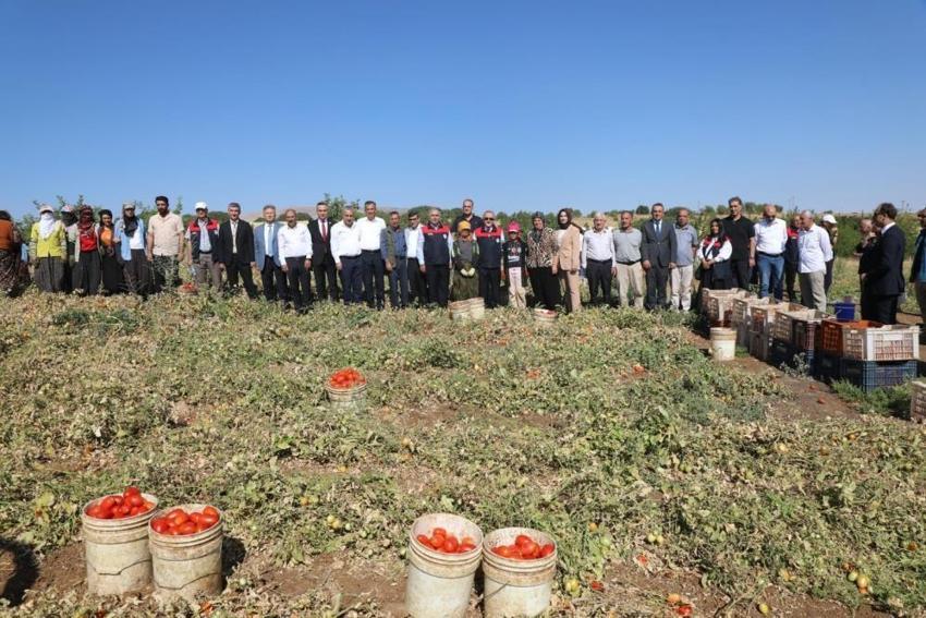 Elazığ'da domates hasadı başladı! Türkiye'de 1. sırada: Hedef 100 bin ton rekolte