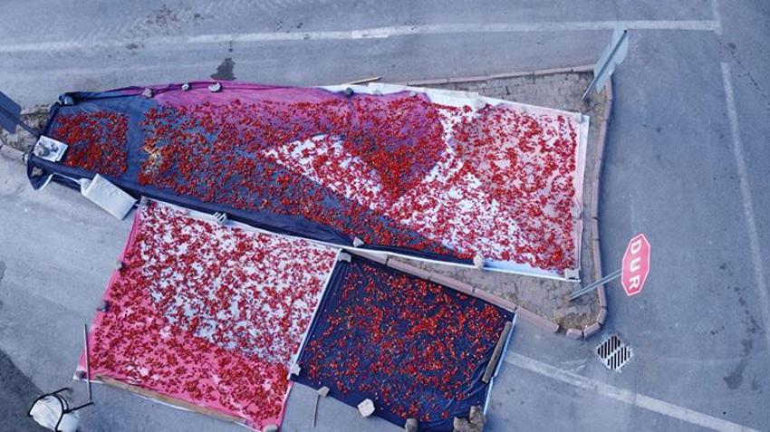 Yüzyıllardır ata tohumuyla üretiyorlar: Her yerde ekiliyor ama Kayseri'de bu mahallede aroması daha farklı