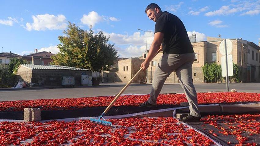 Yüzyıllardır ata tohumuyla üretiyorlar: Her yerde ekiliyor ama Kayseri'de bu mahallede aroması daha farklı