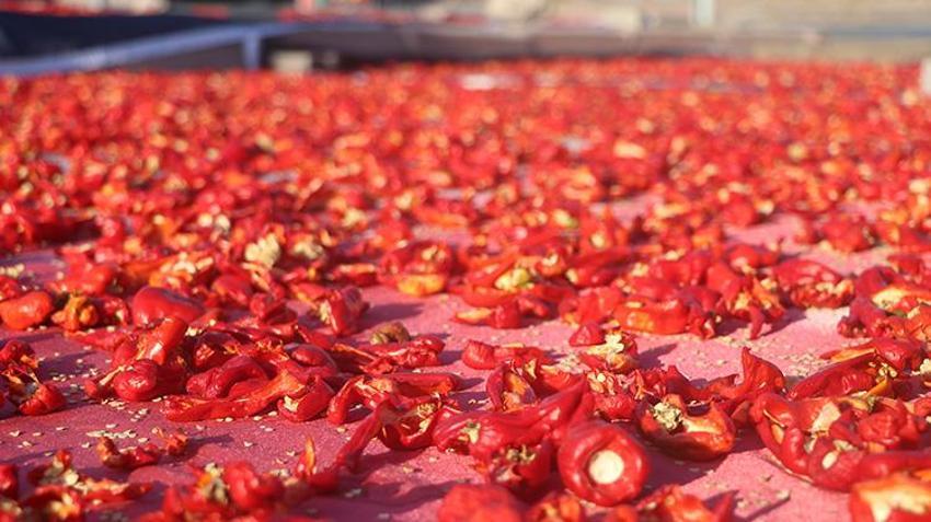 Yüzyıllardır ata tohumuyla üretiyorlar: Her yerde ekiliyor ama Kayseri'de bu mahallede aroması daha farklı
