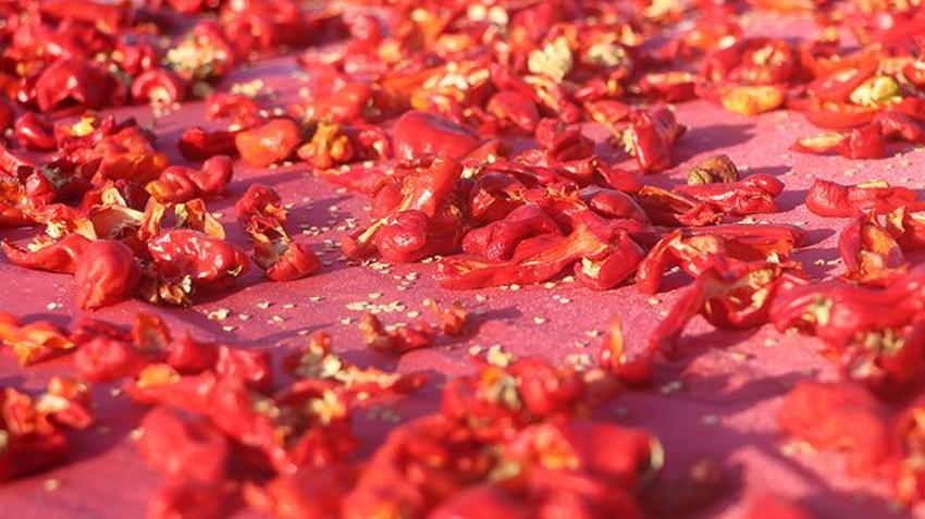 Yüzyıllardır ata tohumuyla üretiyorlar: Her yerde ekiliyor ama Kayseri'de bu mahallede aroması daha farklı