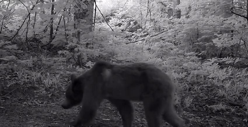 Uludağ'ın saklı dünyası ortaya çıktı! Fotokapanlar o anları kaydetti