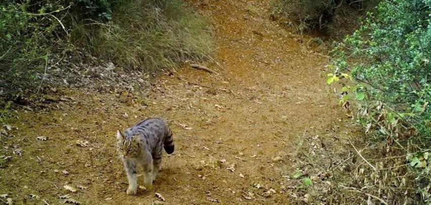 Uludağ'ın saklı dünyası ortaya çıktı! Fotokapanlar o anları kaydetti