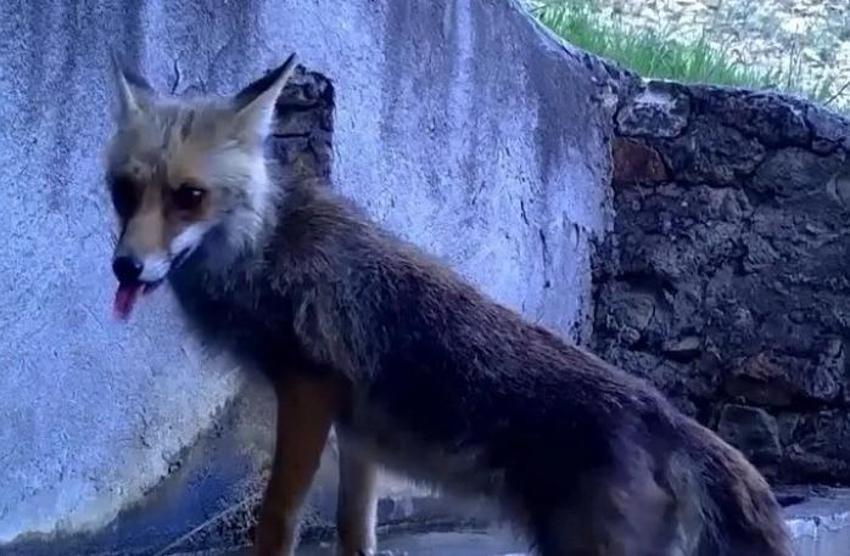 Uludağ'ın saklı dünyası ortaya çıktı! Fotokapanlar o anları kaydetti