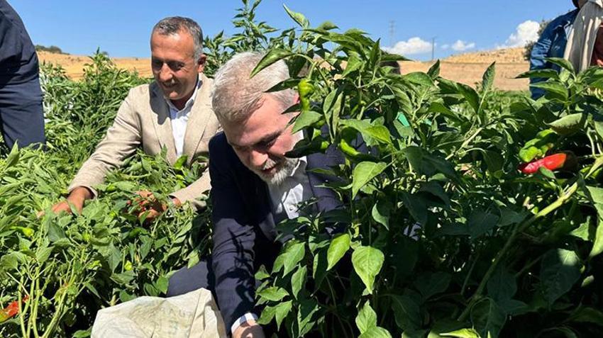 Kırmızı altın için tarlaya girdiler: Coğrafi işaretli Maraş biberi için hasat mesaisi!