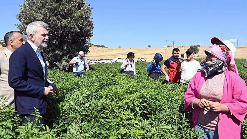 Kırmızı altın için tarlaya girdiler: Coğrafi işaretli Maraş biberi için hasat mesaisi!