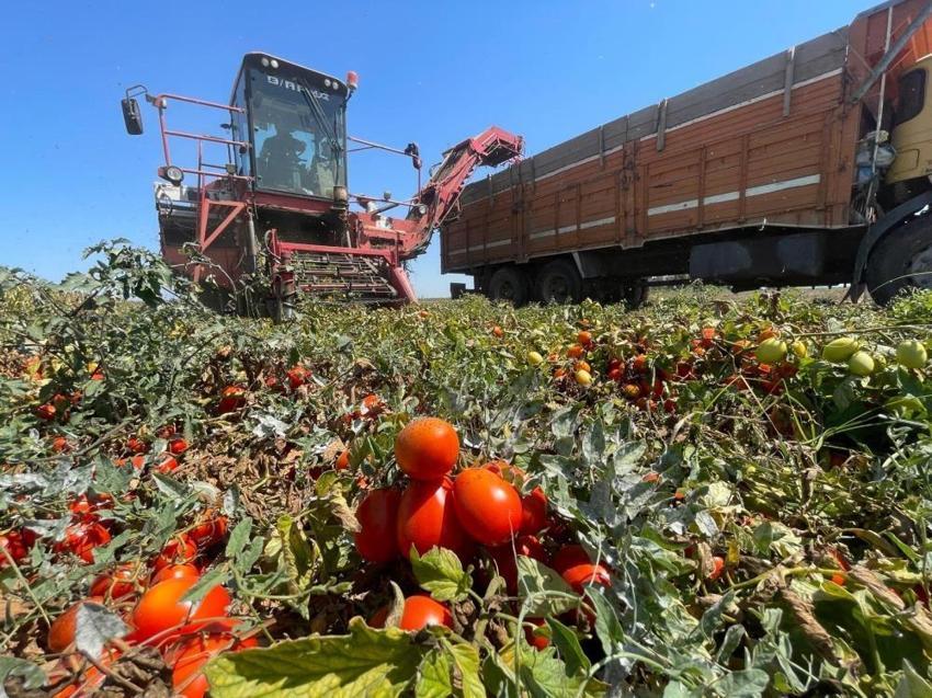 Bursa Karacabey'de çiftçinin morali bozuk! Ne domates, ne mısır ne de karpuz hiç biri tutmadı: Fiyatlar da çok düşük