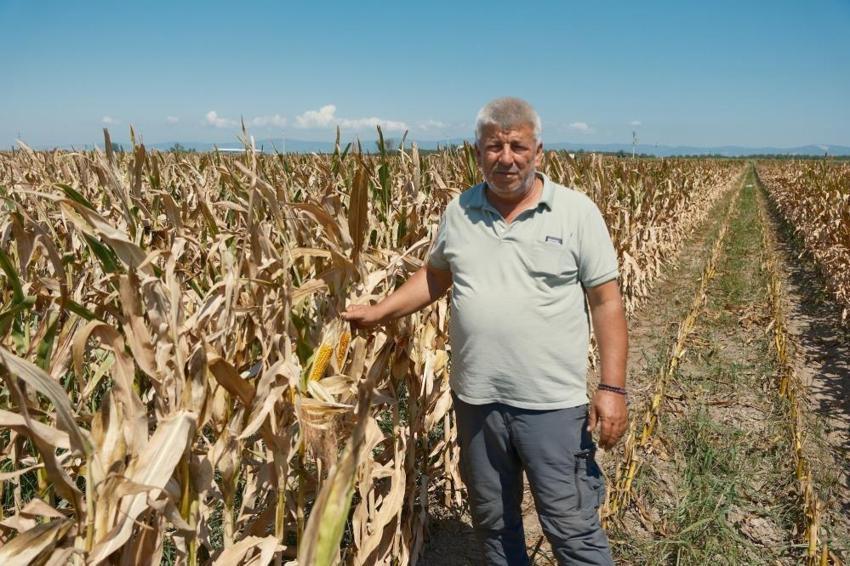 Bursa Karacabey'de çiftçinin morali bozuk! Ne domates, ne mısır ne de karpuz hiç biri tutmadı: Fiyatlar da çok düşük