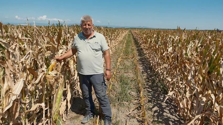 Bursa Karacabey'de çiftçinin morali bozuk! Ne domates, ne mısır ne de karpuz hiç biri tutmadı: Fiyatlar da çok düşük