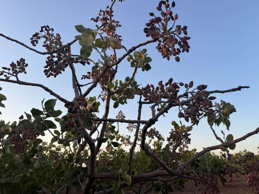 Siirt'te böylesi görülmedi: Yüzde 80 oranında düştü