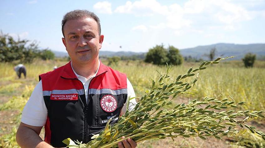 Muğla'da 'Deli Memet' rüzgarıyla özel aroma kazanan üründe hasat başladı! Çin ve Japonya'dan talep patlaması yaşanıyor