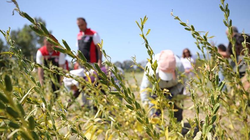 Muğla'da 'Deli Memet' rüzgarıyla özel aroma kazanan üründe hasat başladı! Çin ve Japonya'dan talep patlaması yaşanıyor