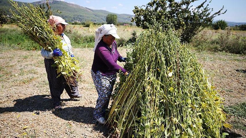 Muğla'da 'Deli Memet' rüzgarıyla özel aroma kazanan üründe hasat başladı! Çin ve Japonya'dan talep patlaması yaşanıyor