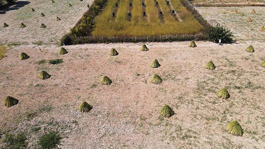 Muğla'da 'Deli Memet' rüzgarıyla özel aroma kazanan üründe hasat başladı! Çin ve Japonya'dan talep patlaması yaşanıyor
