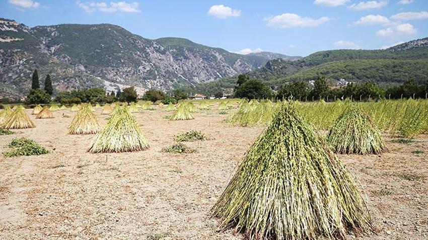 Muğla'da 'Deli Memet' rüzgarıyla özel aroma kazanan üründe hasat başladı! Çin ve Japonya'dan talep patlaması yaşanıyor