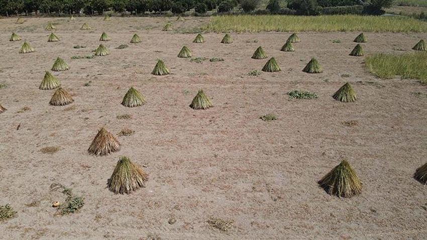 Muğla'da 'Deli Memet' rüzgarıyla özel aroma kazanan üründe hasat başladı! Çin ve Japonya'dan talep patlaması yaşanıyor