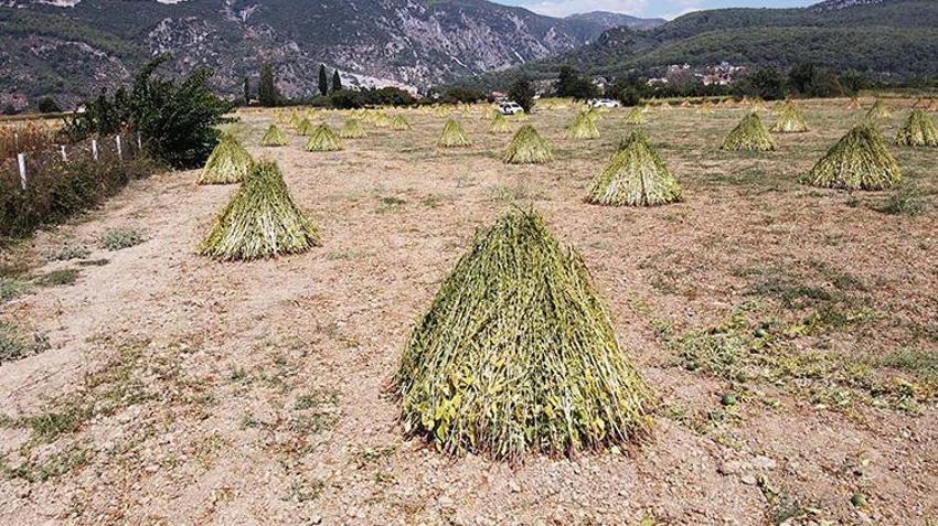 Muğla'da 'Deli Memet' rüzgarıyla özel aroma kazanan üründe hasat başladı! Çin ve Japonya'dan talep patlaması yaşanıyor
