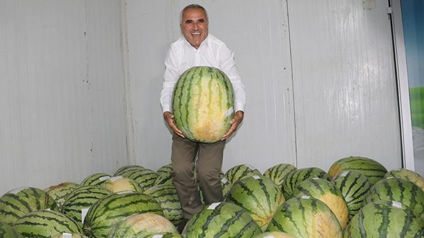 Diyarbakır'da karpuz hasadı yapıldı! Dev karpuzlar 4 derecede bekliyor! Sınır 25'ten 20 kiloya düştü