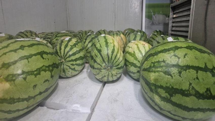 Diyarbakır'da karpuz hasadı yapıldı! Dev karpuzlar 4 derecede bekliyor! Sınır 25'ten 20 kiloya düştü