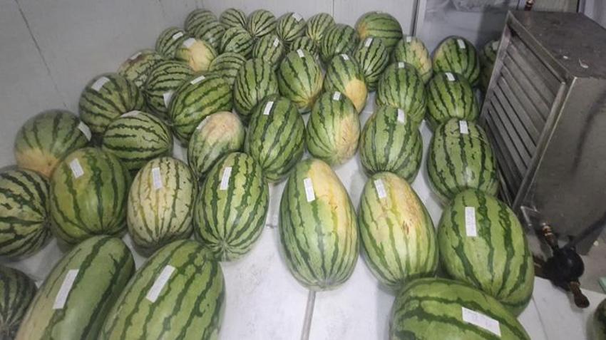 Diyarbakır'da karpuz hasadı yapıldı! Dev karpuzlar 4 derecede bekliyor! Sınır 25'ten 20 kiloya düştü