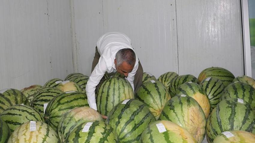 Diyarbakır'da karpuz hasadı yapıldı! Dev karpuzlar 4 derecede bekliyor! Sınır 25'ten 20 kiloya düştü