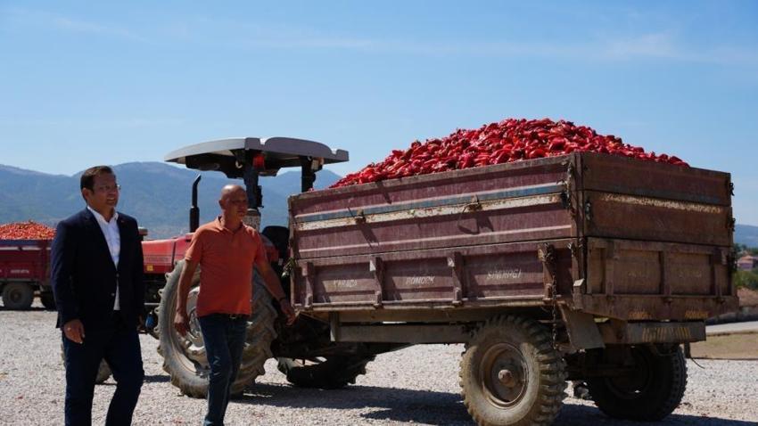 Balıkesir Sındırgı'da hasat başladı! Depremin yaraları sarıldı, üretim tüm hızıyla devam ediyor