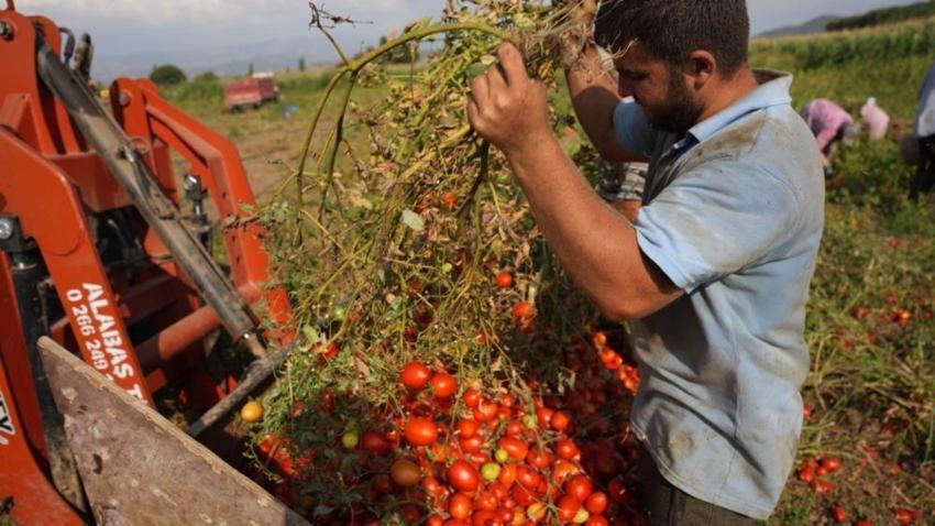Balıkesir Sındırgı'da hasat başladı! Depremin yaraları sarıldı, üretim tüm hızıyla devam ediyor