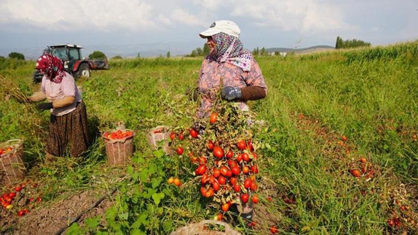 Balıkesir Sındırgı'da hasat başladı! Depremin yaraları sarıldı, üretim tüm hızıyla devam ediyor