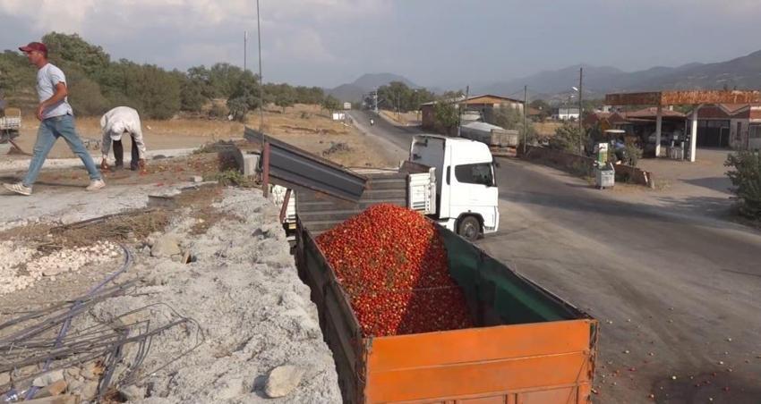 Balıkesir Sındırgı'da hasat başladı! Depremin yaraları sarıldı, üretim tüm hızıyla devam ediyor