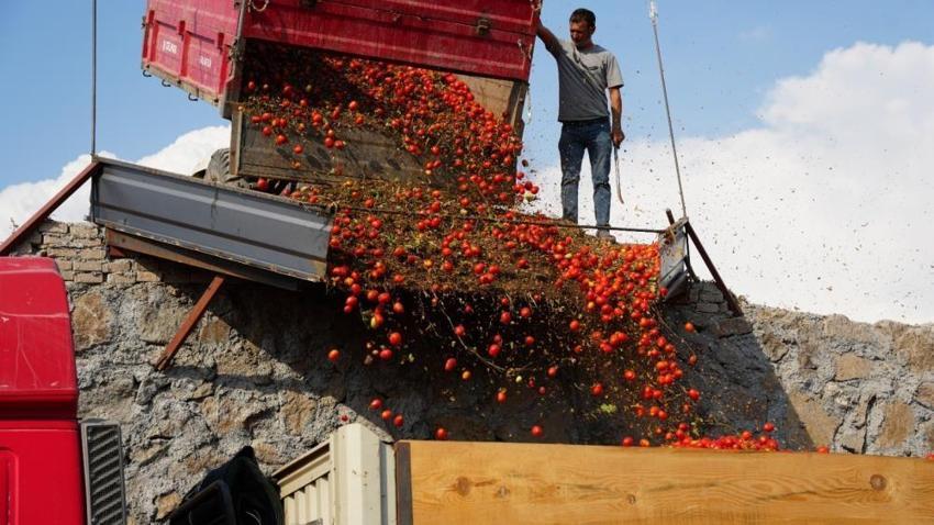 Balıkesir Sındırgı'da hasat başladı! Depremin yaraları sarıldı, üretim tüm hızıyla devam ediyor