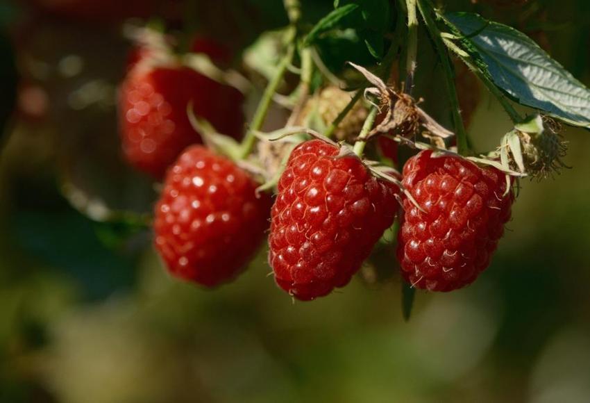 Türkiye'de yıllık 7 bin ton üretiliyor, tamamı Bursa'da çıkıyor! Bir dönümden 1,5 ton elde ediliyor, kilosu 250 TL'ye satılıyor