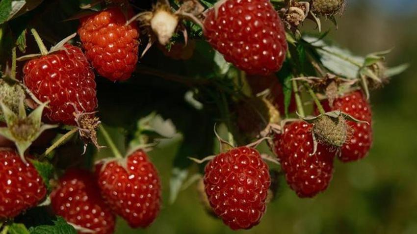 Türkiye'de yıllık 7 bin ton üretiliyor, tamamı Bursa'da çıkıyor! Bir dönümden 1,5 ton elde ediliyor, kilosu 250 TL'ye satılıyor