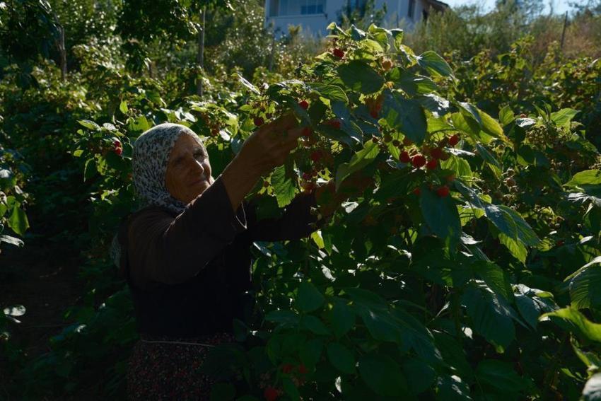 Türkiye'de yıllık 7 bin ton üretiliyor, tamamı Bursa'da çıkıyor! Bir dönümden 1,5 ton elde ediliyor, kilosu 250 TL'ye satılıyor